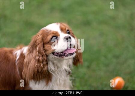 Portrait of young cavalier king charles spaniel with ball at nature Stock Photo