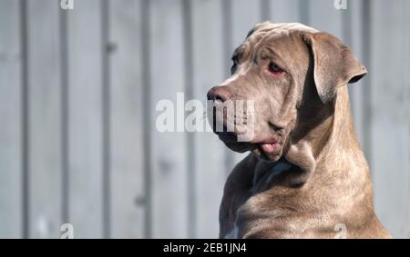 Head and shoulders of a large attentive intelligent dog looking to the sidewards with copyspace to the side shot on a bright sunny day light grey back