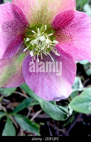 Helleborus x hybridus ‘Pink Lady Spotted Lady Series’ Hellebore Pink Lady Spotted – deep pink flowers with pale green tinges,  February, England, UK Stock Photo