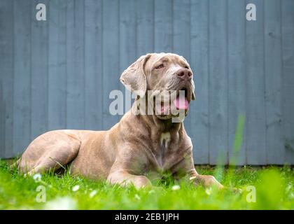 Large family pet, stunning dog lying on the grass looking very content and loving copy space on the plain background
