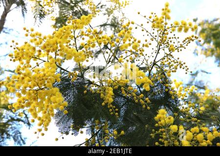Acacia dealbata Mimosa – clusters of round fluffy flowers with green stems and feathery leaves, February, England, UK Stock Photo
