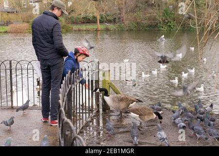 a boy in helmet accompanied by his dad feeding ducks through railings   in nature reserve park, London Stock Photo