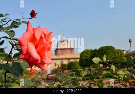 New Delhi, India. 11th Feb, 2021. Flowers are seen in full bloom at Mughal Gardens in New Delhi, India, on Feb. 11, 2021. Mughal Gardens will reopen to the public from Feb. 13. Credit: Partha Sarkar/Xinhua/Alamy Live News Stock Photo