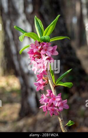 Pink flowers of February daphne, Daphne mezereum in blooming in sunny spring day. Focus on foreground, vertical view Stock Photo