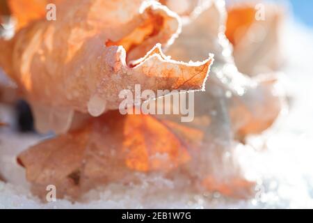 Branches covered with ice. Transparent beautiful icicles on the branches of a tree or bush with yellow leaves. High quality photo Stock Photo