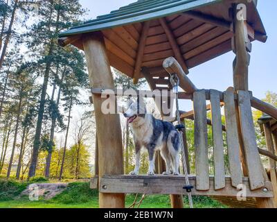 blue merle border collie dog in playground cannock chase forest west midlands Staffordshire england UK Stock Photo