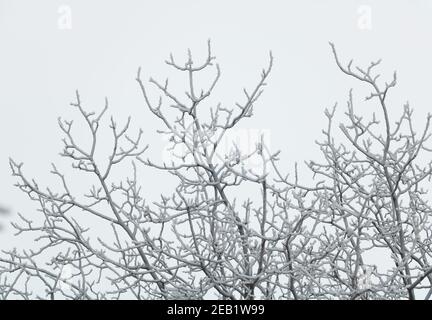 Icicles on a fruit tree and white cloudy sky - meteorological concept. Stock Photo