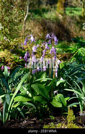 Erythronium hendersonii,Henderson's fawn lily,purple lavender flowers,flowering,woodland,wood,woodland garden,spring in the garden,RM Floral Stock Photo