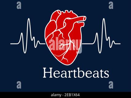 Health care concept depicting human heart with white wavy line of heartbeats cardiogram on dark blue background with caption Heartbeats Stock Vector