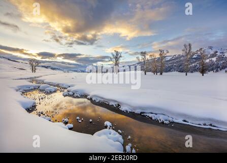 Yellowstone National Park, Wyoming: Morning clouds reflected in the Lamar River in the Lamar Valley with distant cottonwood trees and Amethyst Peak in Stock Photo