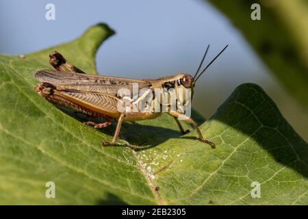 Close-up of a short-horned grasshopper, Acrididae. Stock Photo