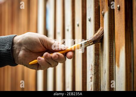 Man painting a wooden picket fence with purple wood stain and brush in a  garden. With selective colour Stock Photo - Alamy