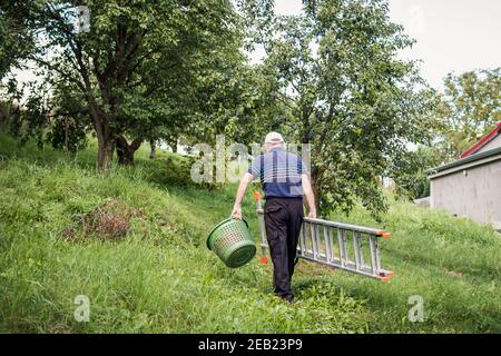 Old farmer holding ladder and basket in garden. Senior man harvesting in orchard Stock Photo