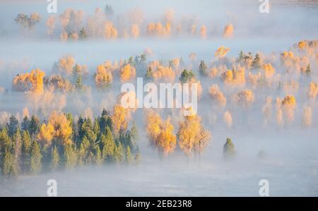 Grand Teton National Park, WY: Fog envelopes fall cottonwoods and pines in the Snake River Valley Stock Photo