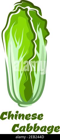 Chinese or napa cabbage vegetable poster in cartoon style showing oblong head of crinkly green leaves with white prominent veins isolated on white bac Stock Vector