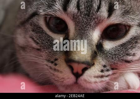 Comfortable kitty Aberdeen O'della Stock Photo