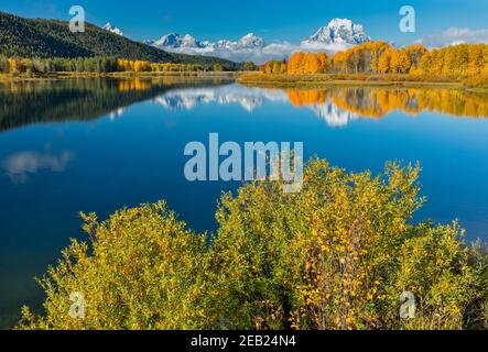 Grand Teton National Park, WY:  Willows on the shore of the Snake River at Oxbow Bend with Mount Moran wrapped in low clouds reflecting with fall colo Stock Photo
