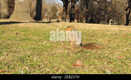 Curious fox squirrel eating in grass Stock Photo