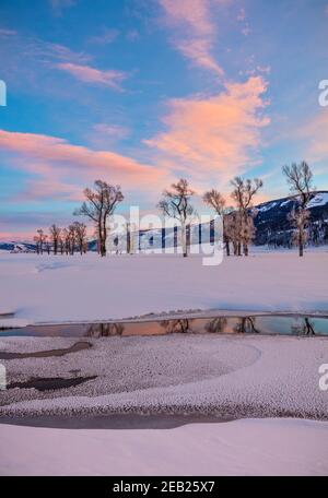 Yellowstone National Park, Wyoming: Colorful clouds reflected in the Lamar River at sunset in the Lamar Valley with distant cottonwood trees Stock Photo