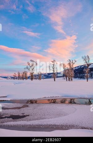 Yellowstone National Park, Wyoming: Colorful clouds reflected in the Lamar River at sunset in the Lamar Valley with distant cottonwood trees Stock Photo