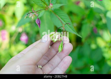 Himalayan balm seeds in human hand close up. Policeman Helmet plant, Bobby Tops, Invasive asian plant species Stock Photo