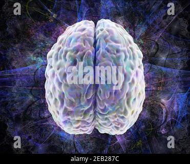 Human brain - top view 3d render isolated on white Stock Photo - Alamy