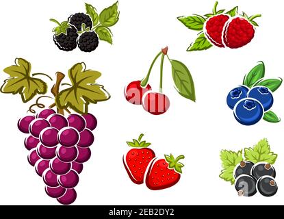 Sweet juicy berries with bunch of violet grape, strawberry, blackberry, raspberry, cherry, black currant, blueberry. Isolated on white background Stock Vector