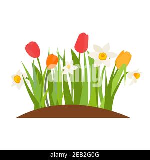 Bouquet of spring flowers daffodils and tulips isolated on white background Vector Illustration EPS10 Stock Vector