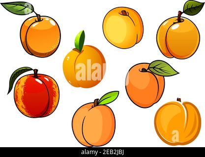 Orange sweet apricots fruits with green leaves isolated on white, for healthy food or agriculture design Stock Vector
