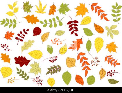 colorful autumnal leaves, herbs, seeds and berries isolated on white background Stock Vector