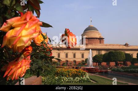 New Delhi, India. 11th Feb, 2021. Flowers bloom at the Mughal Gardens of Rashtrapati Bhavan (The Presidential Palace) during a press preview.The Mughal garden reopen for the general public from February 13th to March 21st for seven hours from 10 AM to 5 PM. The visitors book their slots through online registration. The historical building was closed for the general public due to the Covid-19 Pandemic. Credit: Naveen Sharma/SOPA Images/ZUMA Wire/Alamy Live News Stock Photo