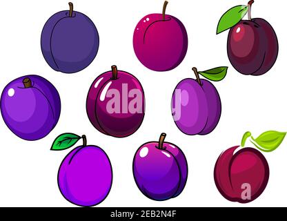 Purple and violet plum fruits with glossy skin and green leaves isolated on white background, for agriculture or healthy food design Stock Vector