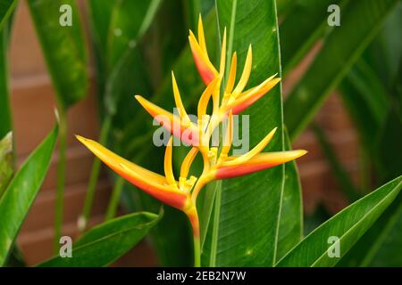 Indonesia Bali - Ubud Crane flower or Bird of paradise - Strelitzia reginae Stock Photo