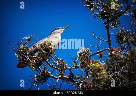 The black-crowned night heron (Nycticorax nycticorax), or black-capped night heron Stock Photo
