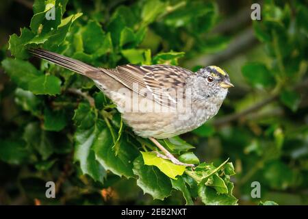 A Golden-crowned Sparrow (Zonotrichia atricapilla) in Santa Barbara, California Stock Photo