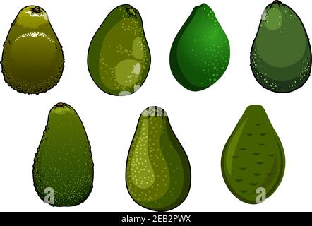 Fresh dark green avocado fruits with glossy coarse peel isolated on white background Stock Vector