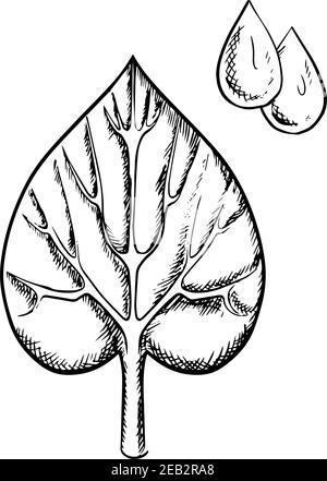 Heart shaped sappy leaf with pointed tip, deep notch at the base and detailed veins with water drops in upper corner isolated on white background, ske Stock Vector