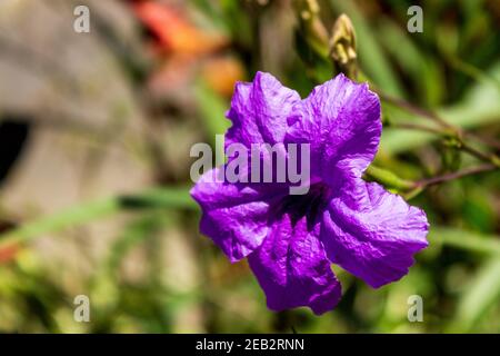 A closeup shot of a Mexican Petunia (Ruellia simplex) the vibrant purple blossom stands out from the background. Stock Photo