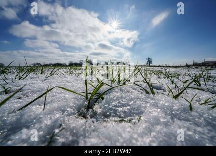 Friedrichsdorf, Germany. 11th Feb, 2021. Covered by a thin layer of snow, the winter seed is in a field in sunshine but freezing temperatures. The winter weather with icy temperatures of partly double-digit minus degrees is also causing problems for the Hessian farmers. (to dpa 'Heavy frost causes problems for Hesse's farmers') Credit: Frank Rumpenhorst/dpa/Alamy Live News Stock Photo