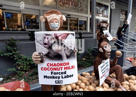 Los Angeles, USA. 11th Feb, 2021. PETA activists dressed in monkey costumes protest Thailand's Chaokoh brand for allegedly forcing monkeys to climb up trees to collect coconuts and keeping them in cruel conditions. Los Angeles, California on February 11, 2021. Major U.S. retailers such as Costco and Target stopped selling Chaokoh coconut milk over allegations of forced monkey labor. (Photo by Ronen Tivony) *** Please Use Credit from Credit Field *** Credit: Sipa USA/Alamy Live News Stock Photo