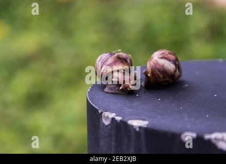 Two dark achatina snail with a brown striped shell crawling on the Black steel platform and Blurred green leaf background. The concept runs slowly, Co Stock Photo