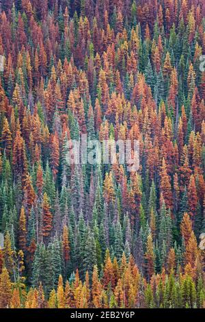 Evergreen forest infected with the mountain pine beetle in British Columbia, Canada Stock Photo