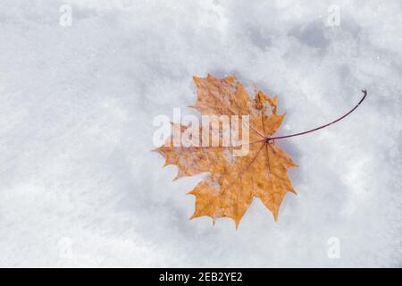 Autumn leaf, maple in other. High quality photo Stock Photo