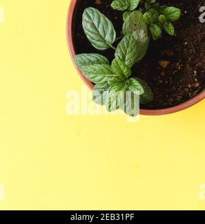 A red-brown flowerpot with a mint seedling inside, on a yellow background Stock Photo