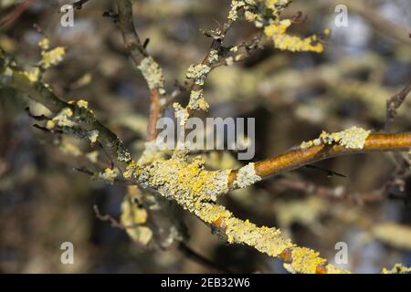 Yellow-green deposits of lichens grow on branches. Small depth of field Stock Photo