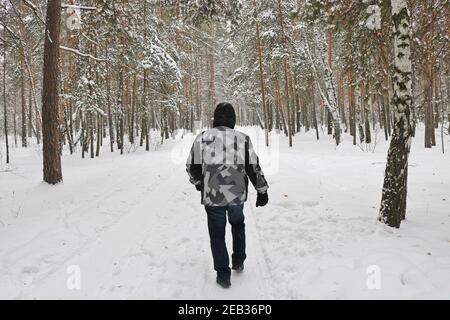 Man goes in for winter sports - nordic  walking, walks with sticks through a snowy forest. Active people in nature. Stock Photo