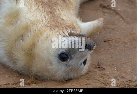 Close up of a young grey seal pup. It is lying on the sand on its back with its big black eyes wide open Stock Photo