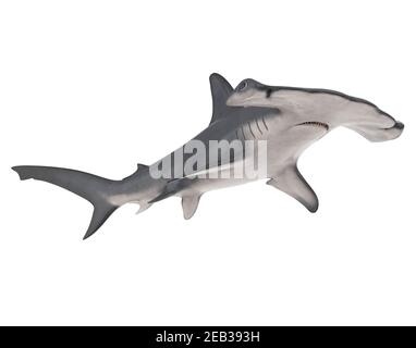 Hammerhead Shark Isolated Stock Photo