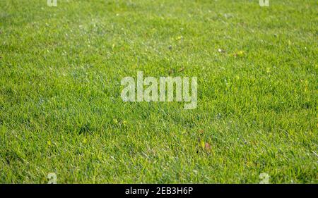 Green lawn background. Nature background. Green grass texture. Spring fresh lawn carpet Stock Photo