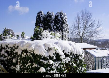 hedges and trees covered with white snow in an ornamental winter garden wonderland Stock Photo